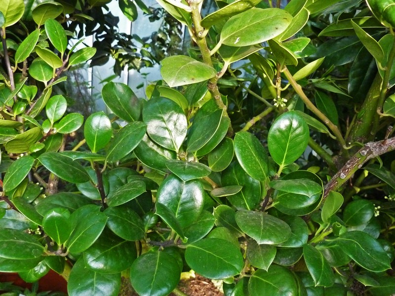 Ilex perado