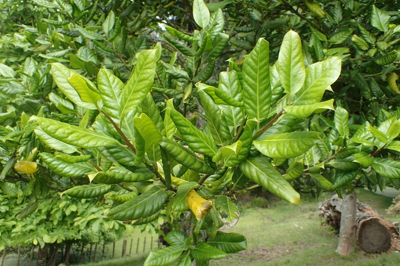 Ilex perado photo 2