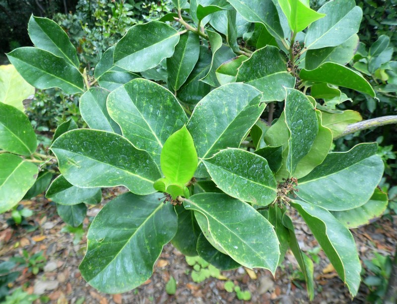 Ilex perado photo 3