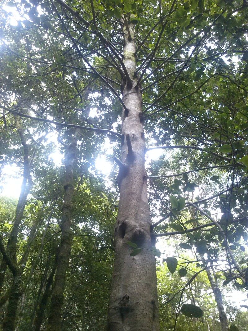 Ilex perado photo 4