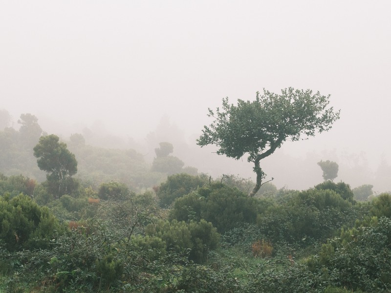 Ilex perado photo 5