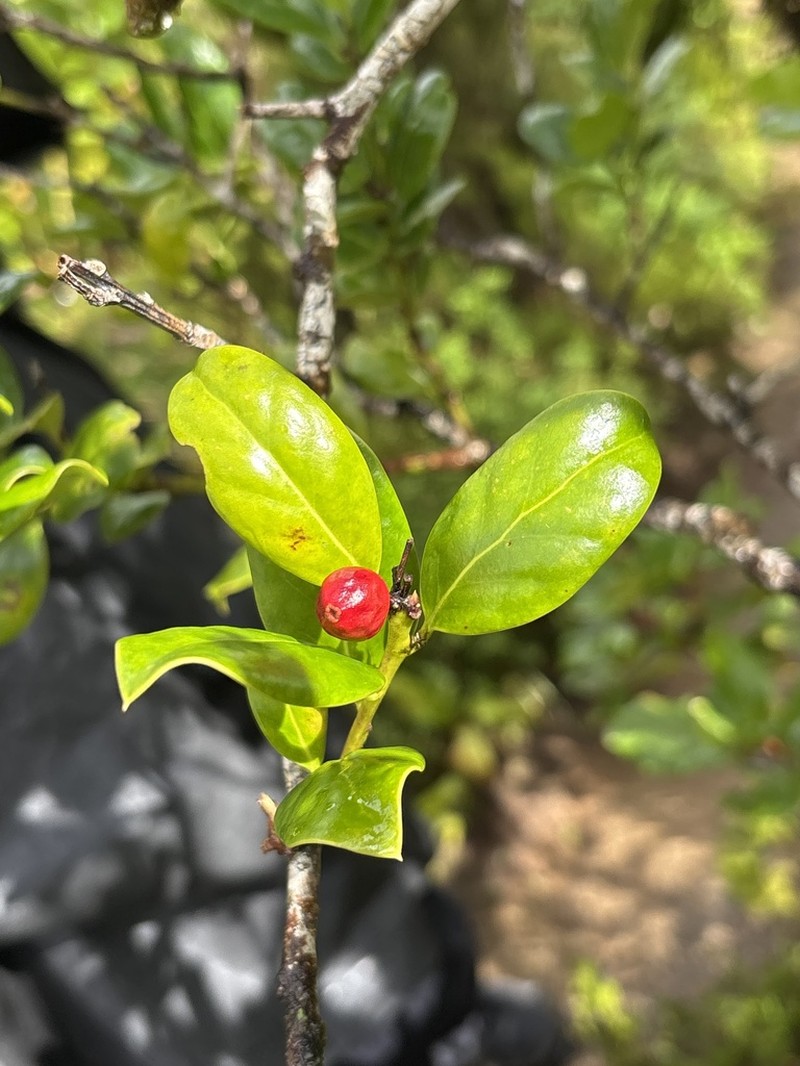 Ilex perado photo 6