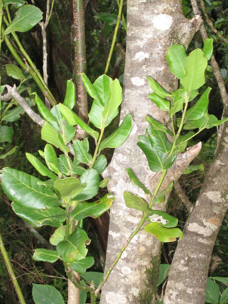 Ilex perado photo 7