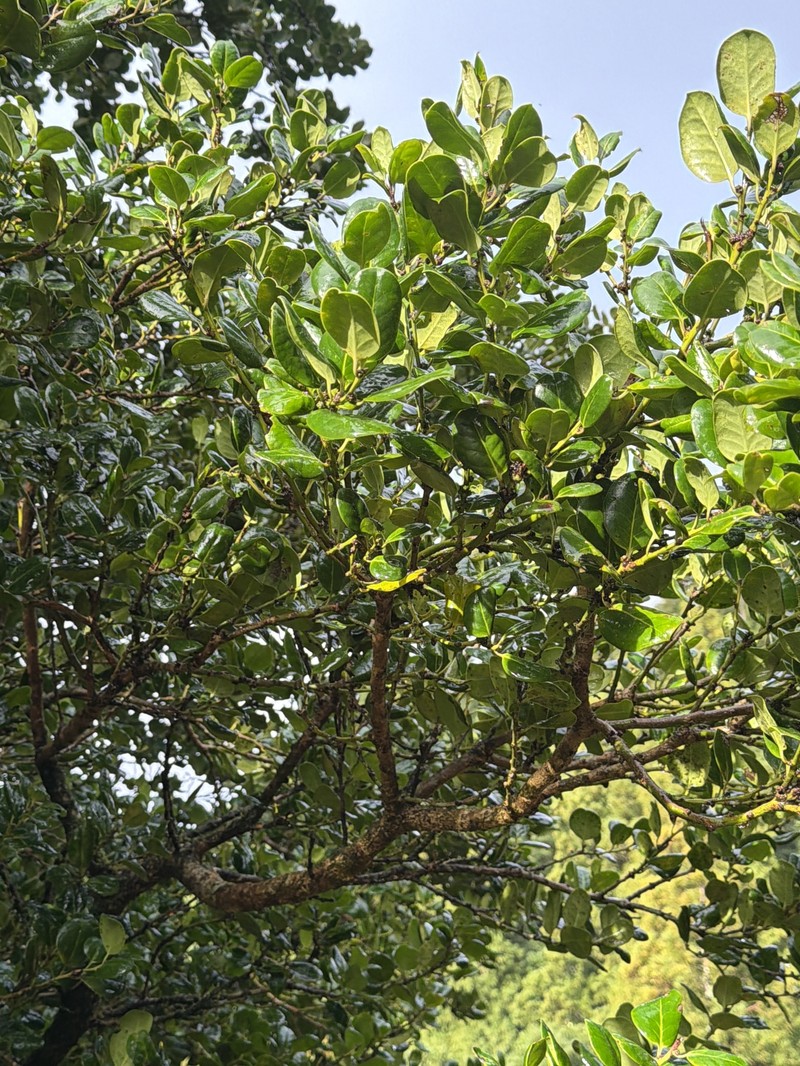 Ilex perado subsp. azorica
