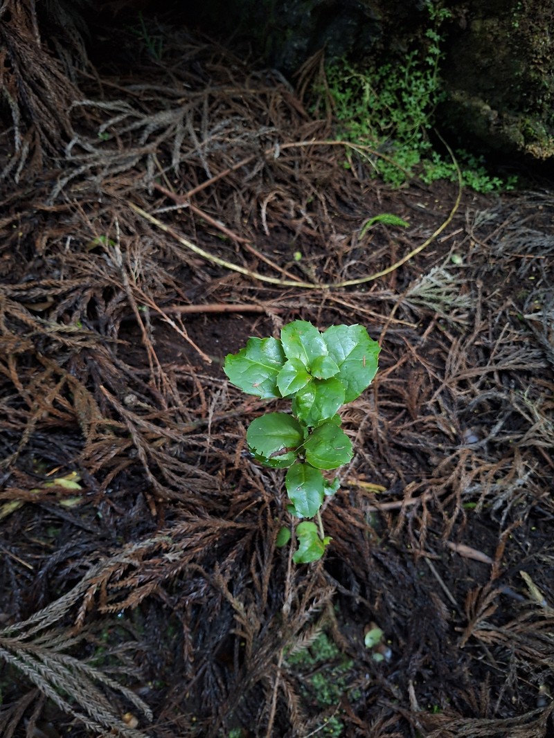 Ilex perado subsp. azorica photo 2