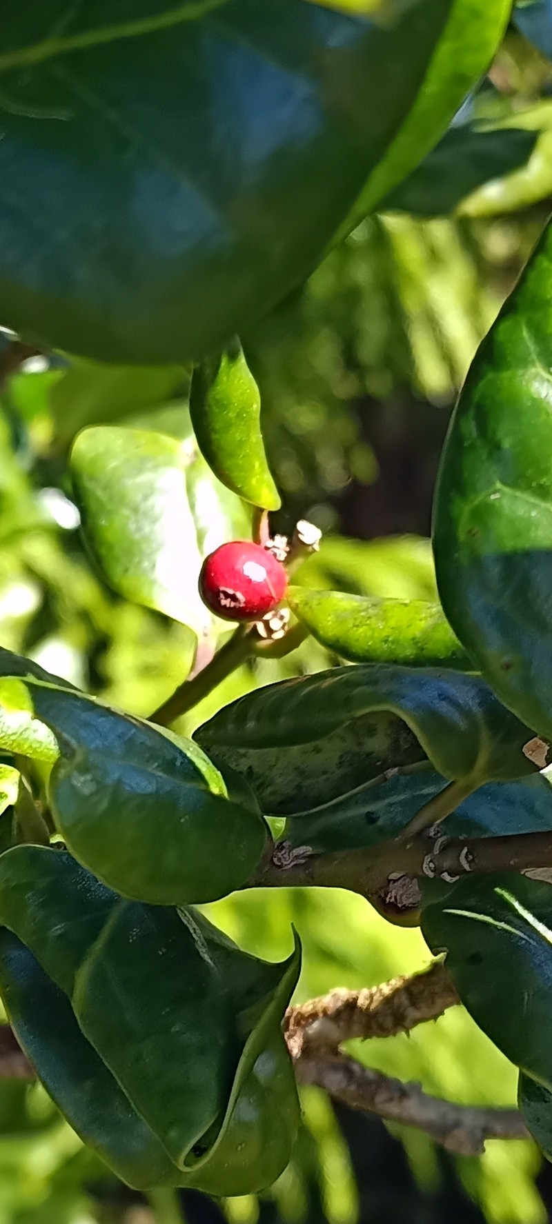 Ilex perado subsp. azorica photo 4