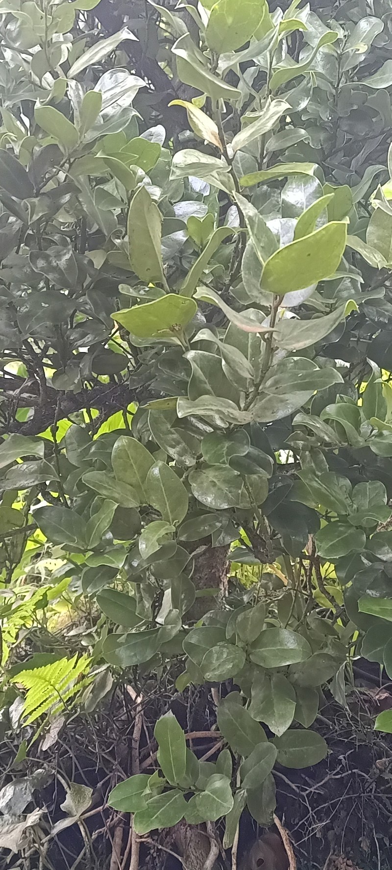 Ilex perado subsp. azorica photo 5