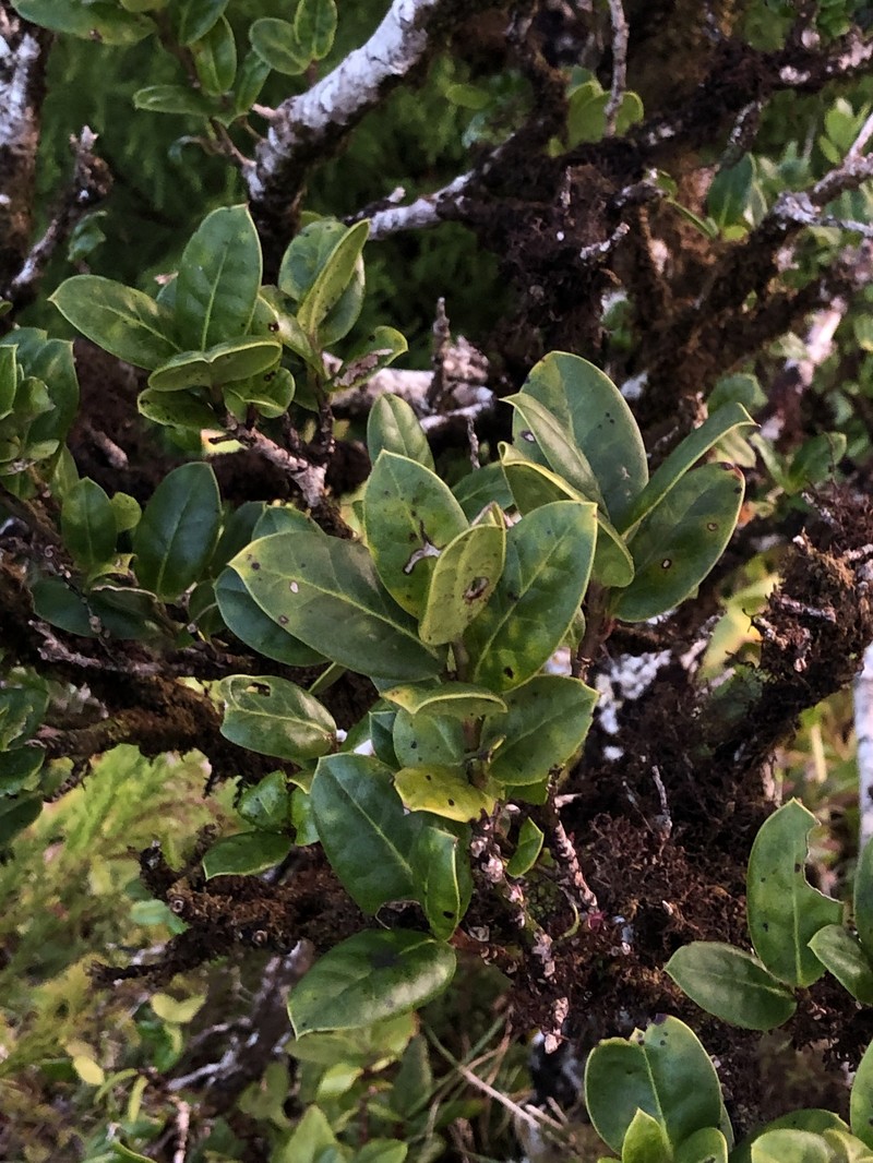 Ilex perado subsp. azorica photo 6