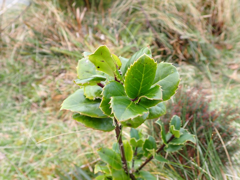 Ilex perado subsp. azorica photo 8