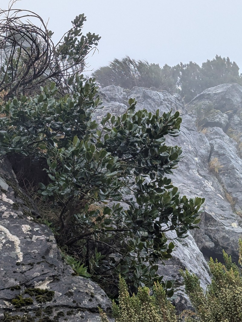 Ilex perado subsp. perado