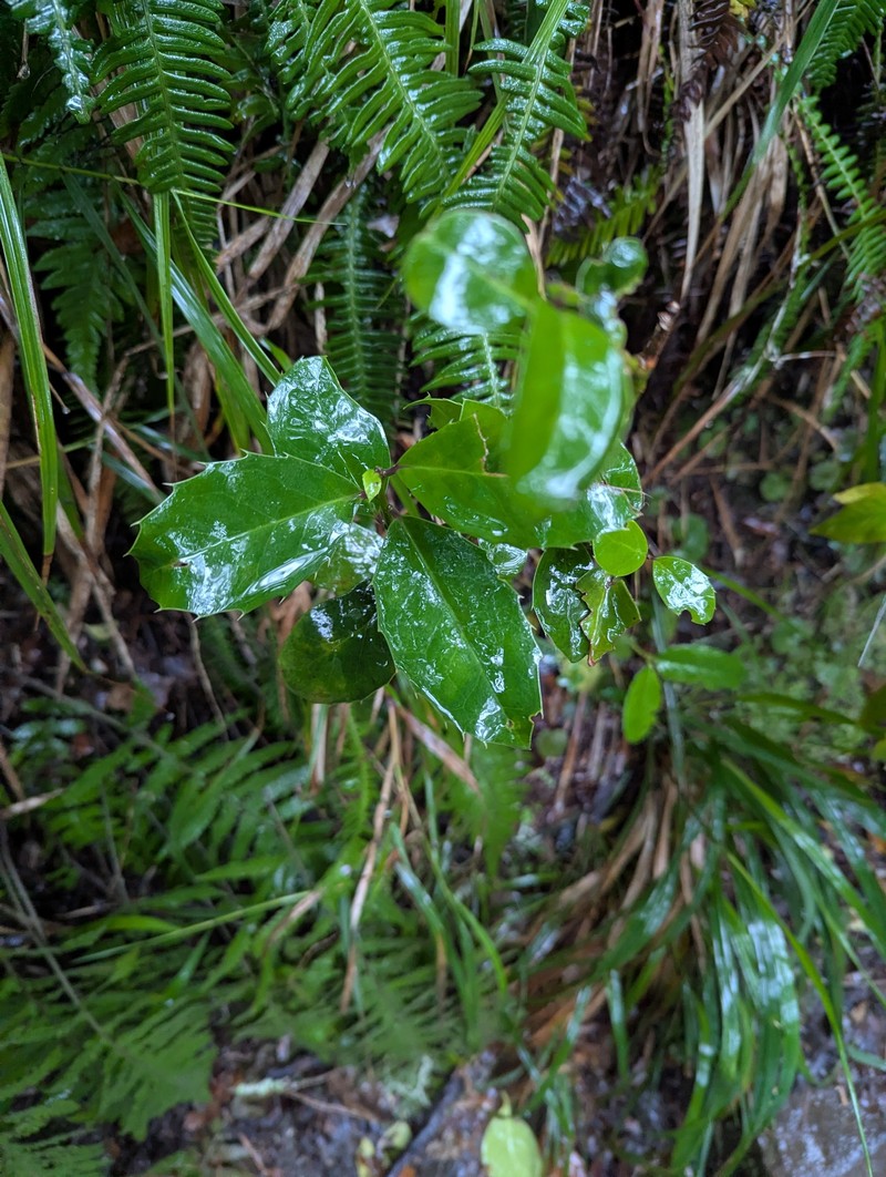 Ilex perado subsp. perado photo 2