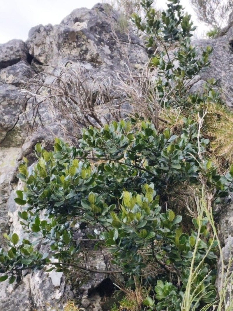 Ilex perado subsp. perado photo 4
