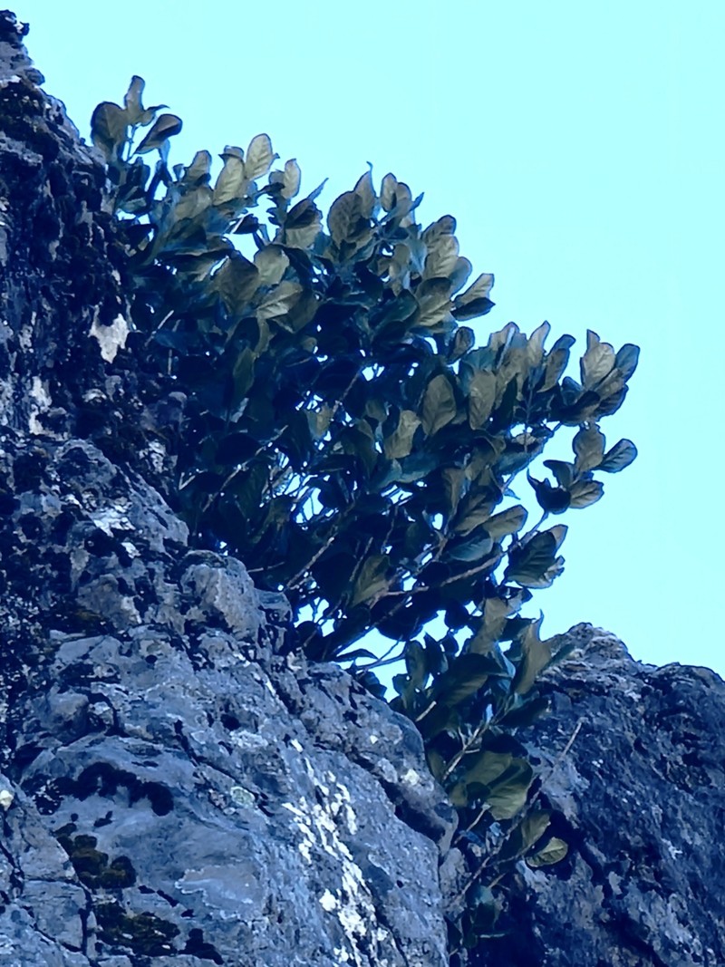 Ilex perado subsp. perado photo 6
