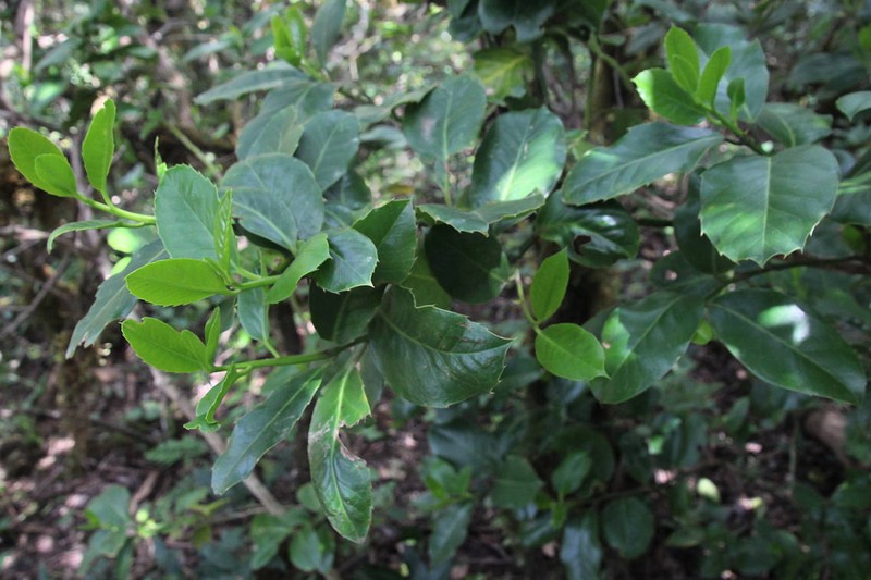 Ilex perado subsp. platyphylla