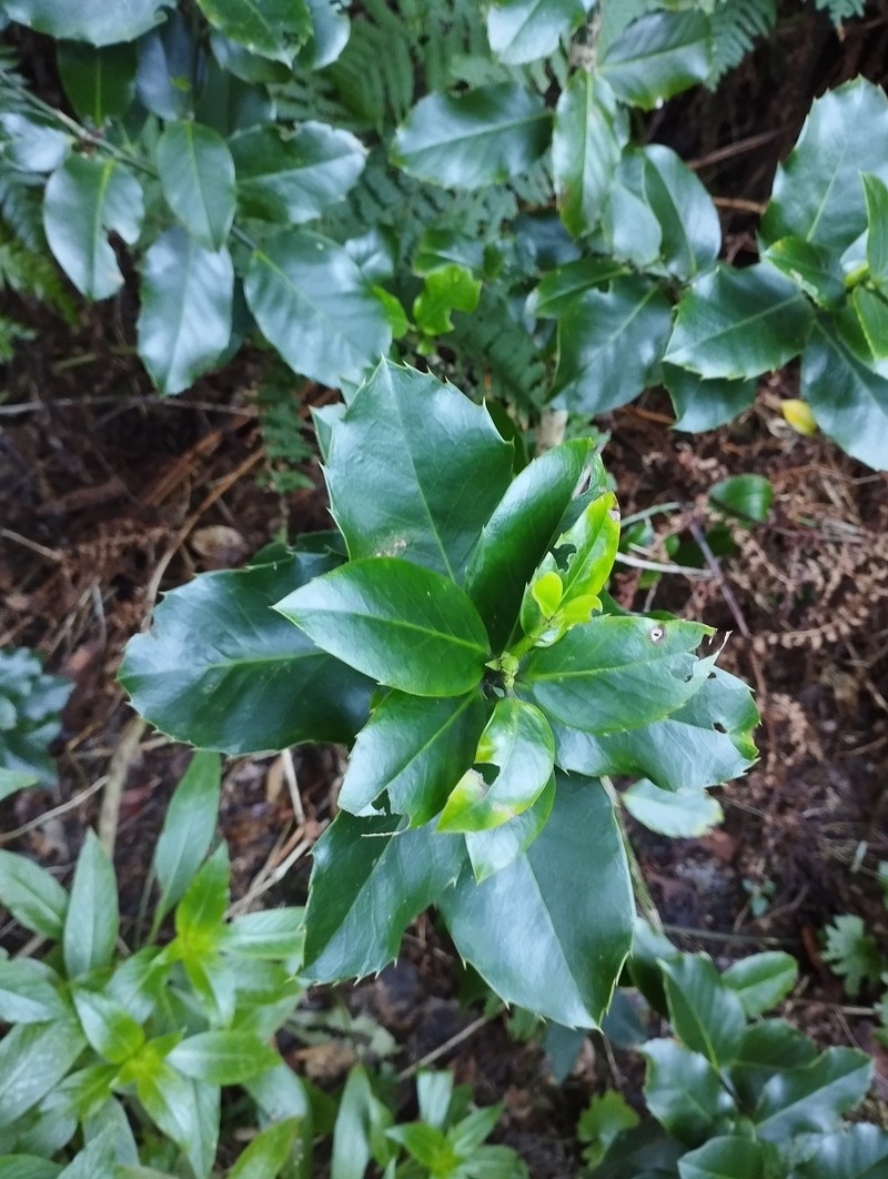 Ilex perado subsp. platyphylla photo 2