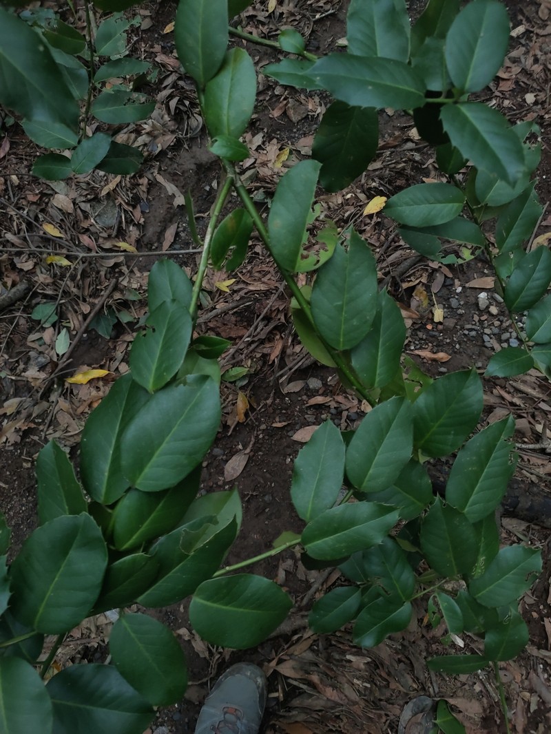 Ilex perado subsp. platyphylla photo 3