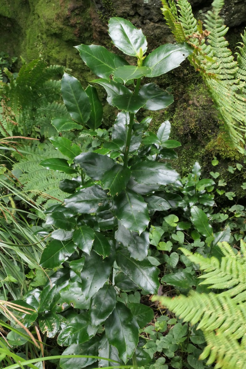 Ilex perado subsp. platyphylla photo 4