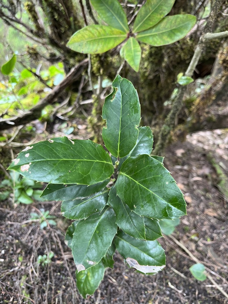 Ilex perado subsp. platyphylla photo 5
