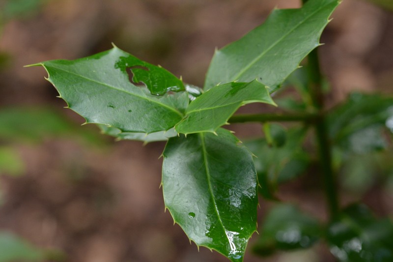 Ilex perado subsp. platyphylla photo 6