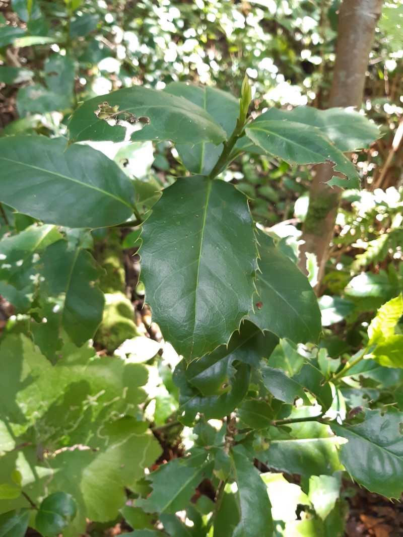 Ilex perado subsp. platyphylla photo 7