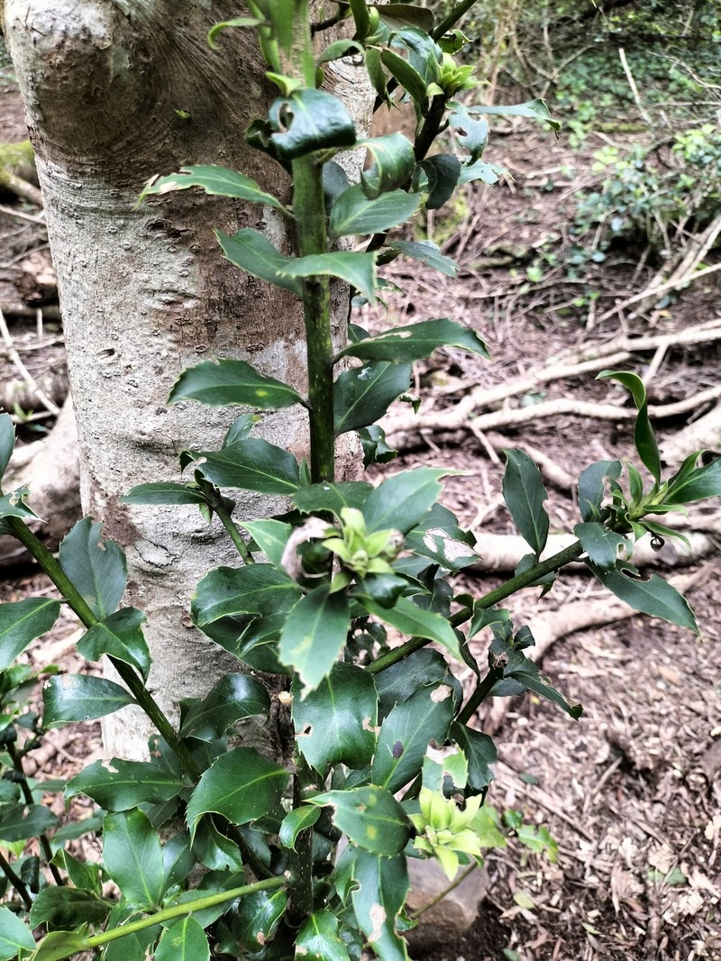 Ilex perado subsp. platyphylla photo 8