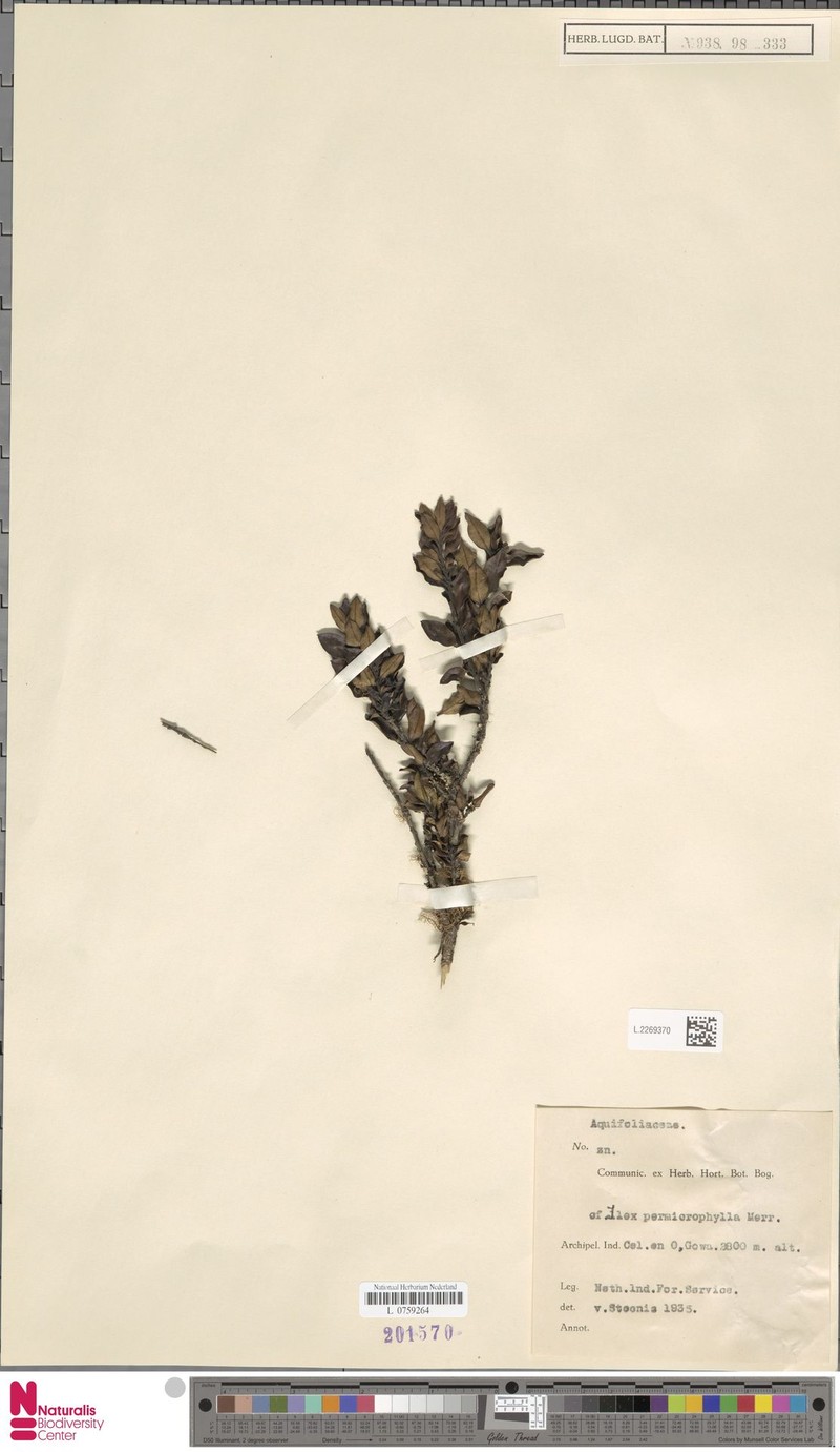 Ilex permicrophylla