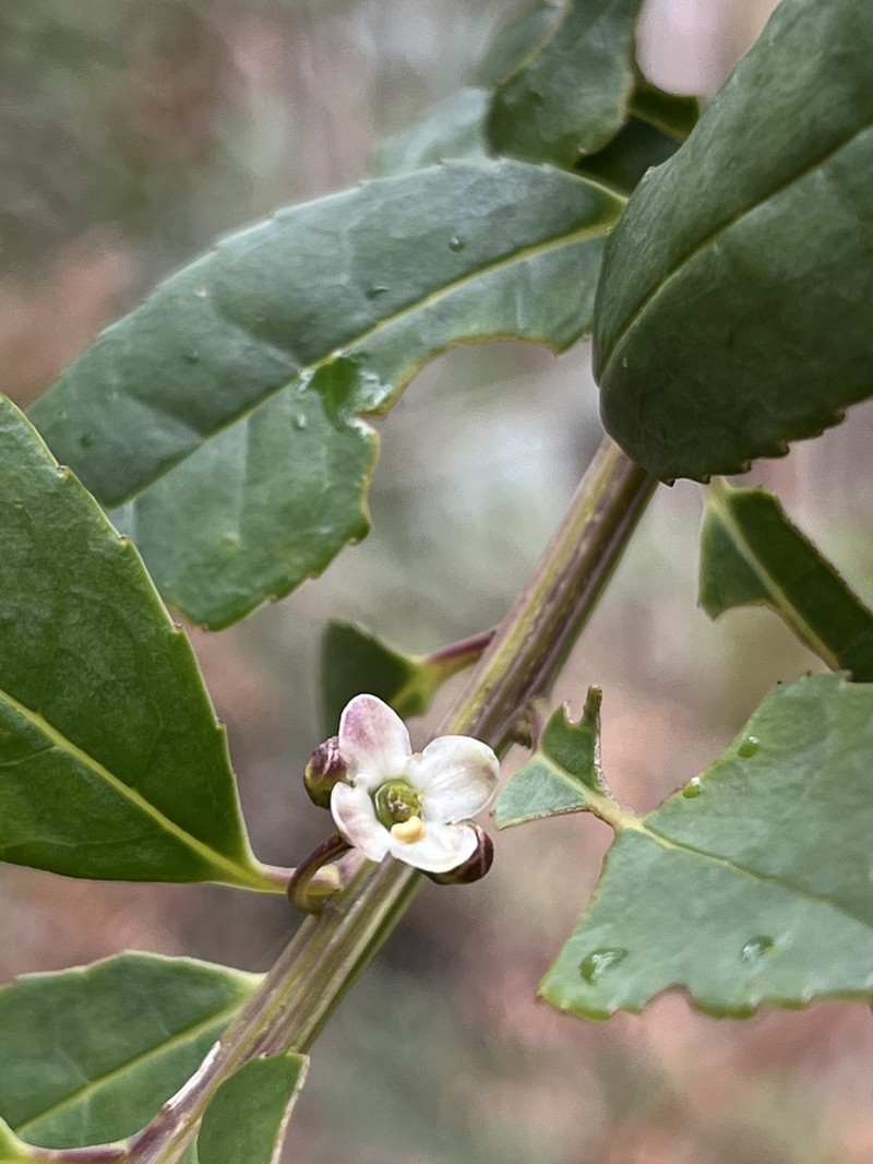 Ilex pernervata