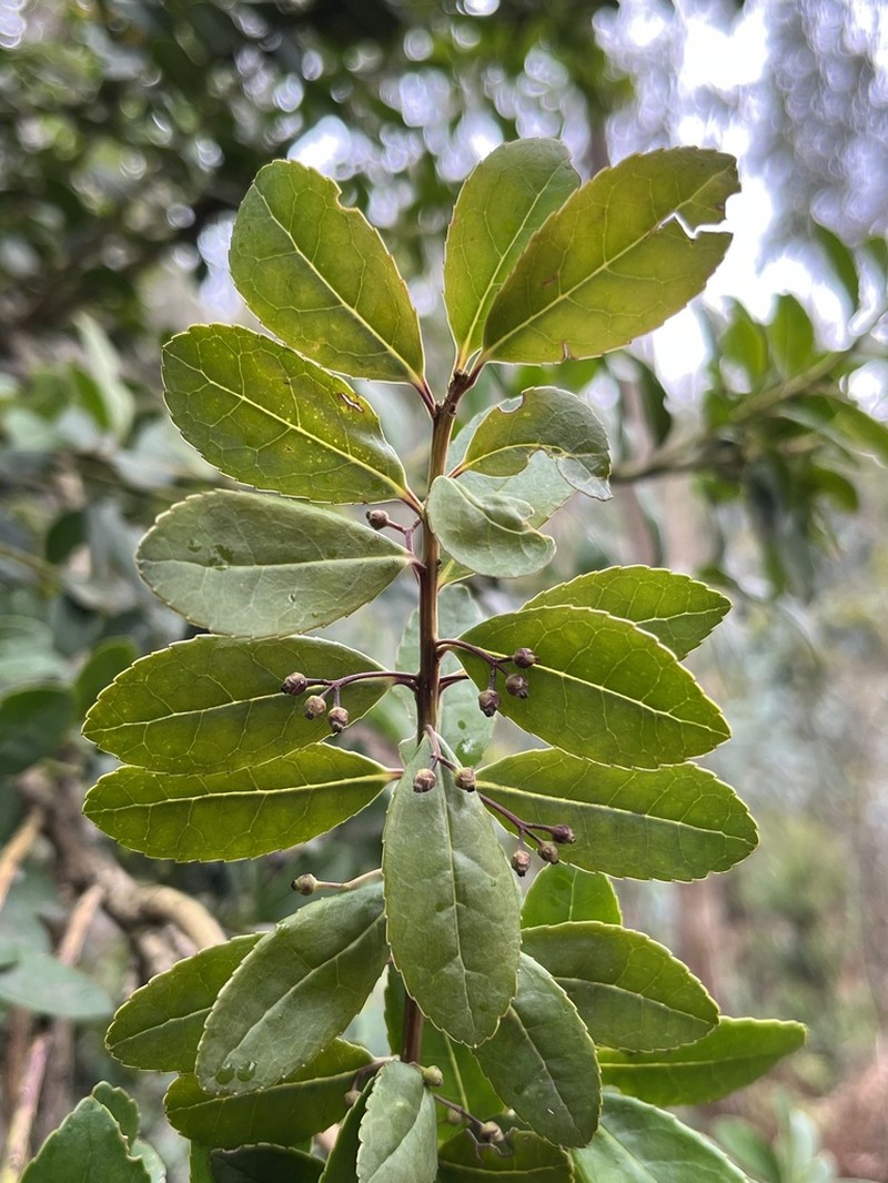 Ilex pernervata photo 2