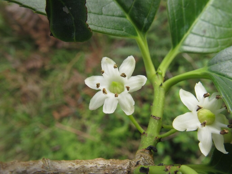 Ilex pernervata photo 3