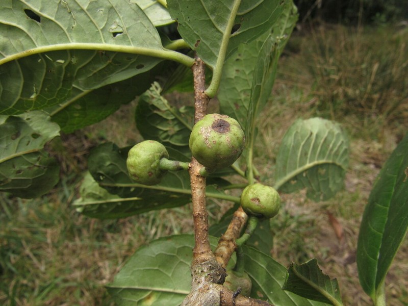 Ilex pernervata photo 4