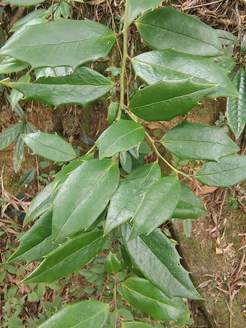 Ilex pernyi