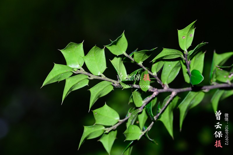 Ilex pernyi photo 2