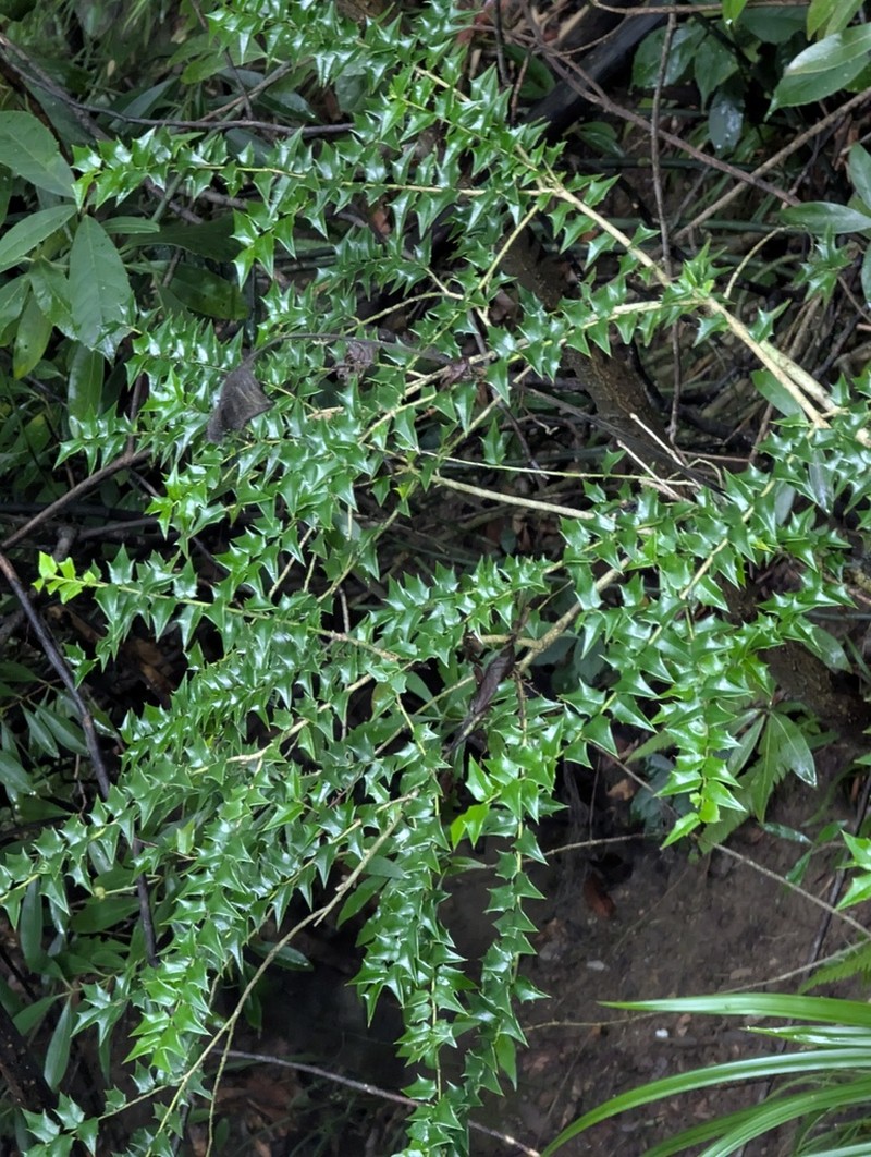 Ilex pernyi photo 3