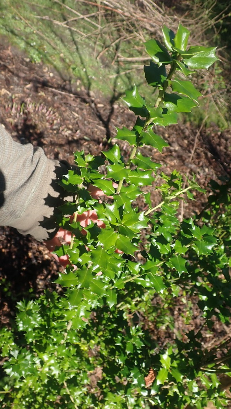 Ilex pernyi photo 4