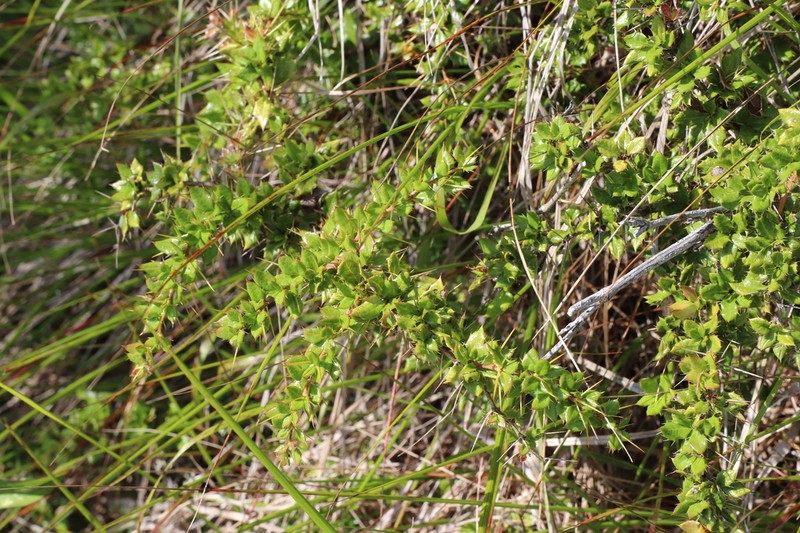 Ilex pernyi photo 6