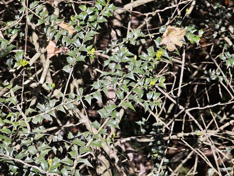 Ilex pernyi photo 7
