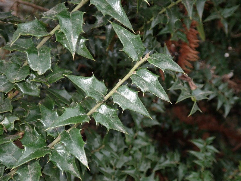 Ilex pernyi photo 8