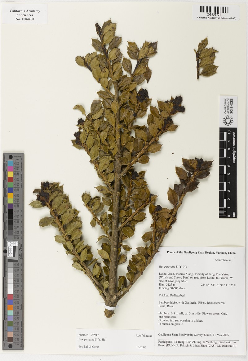 Ilex perryana