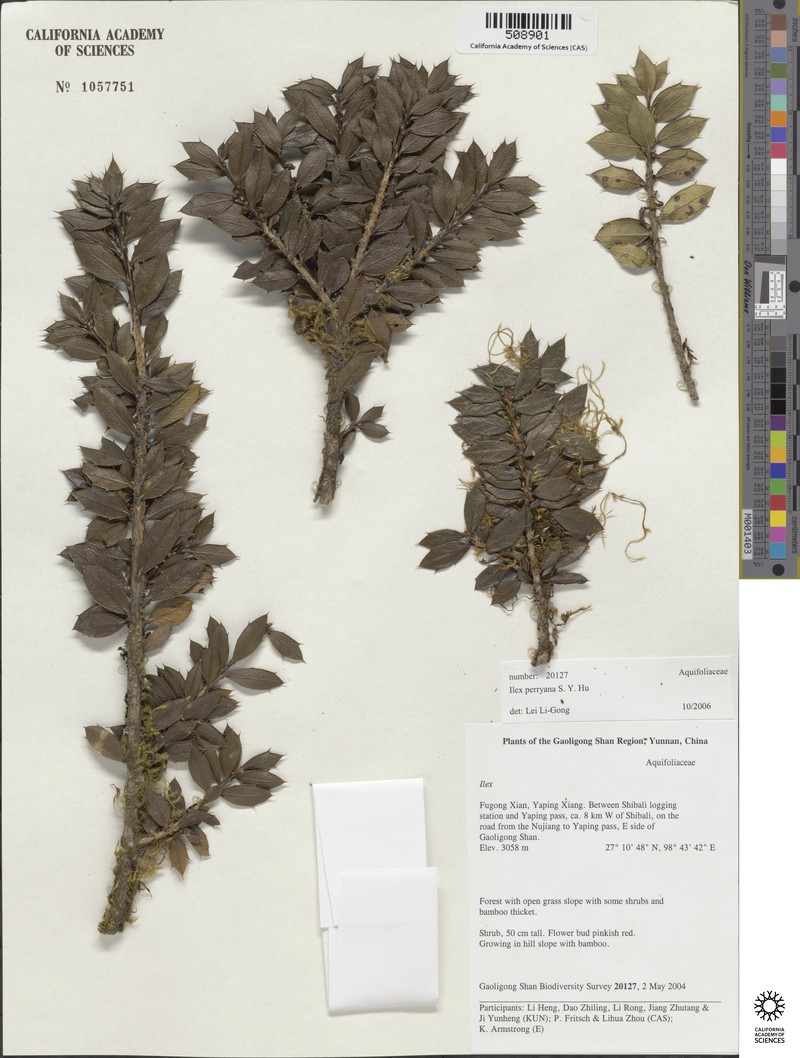 Ilex perryana photo 2