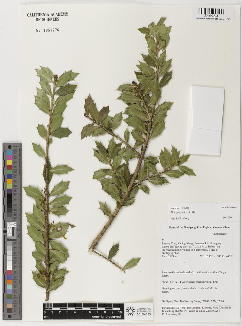 Ilex perryana photo 3