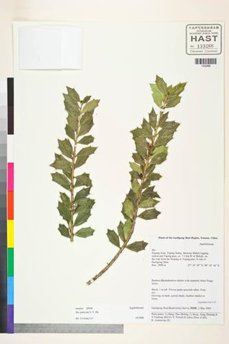 Ilex perryana photo 4