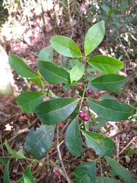 Ilex petiolaris