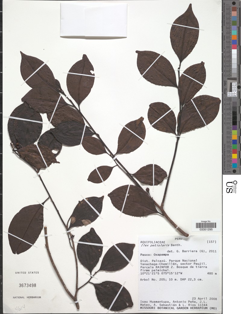 Ilex petiolaris photo 2