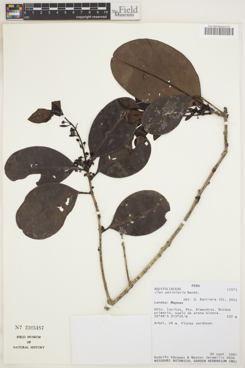 Ilex petiolaris photo 3