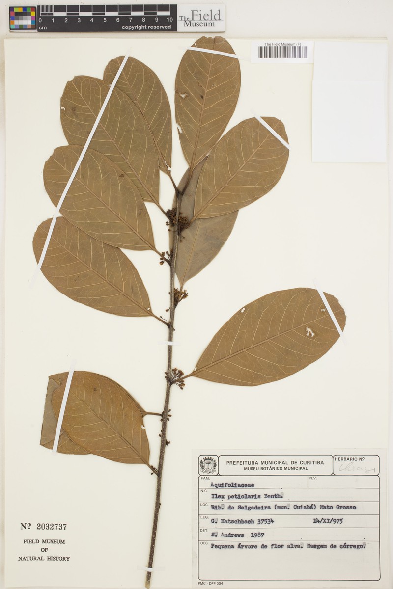 Ilex petiolaris photo 4