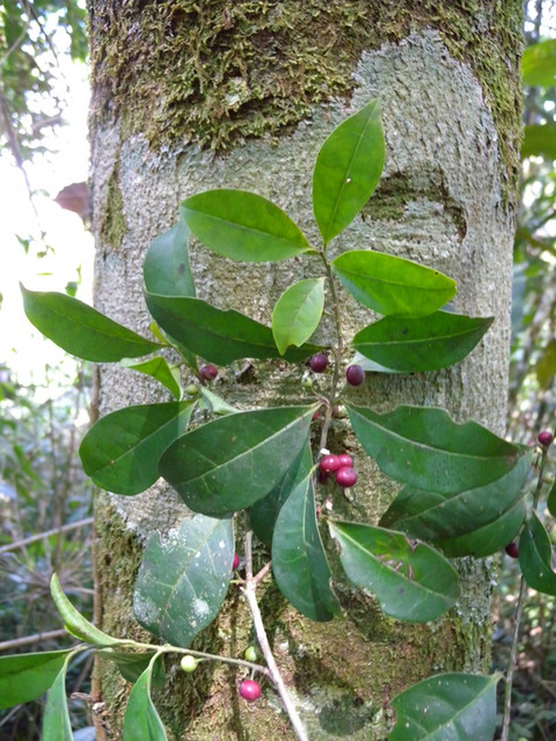 Ilex petiolaris photo 5