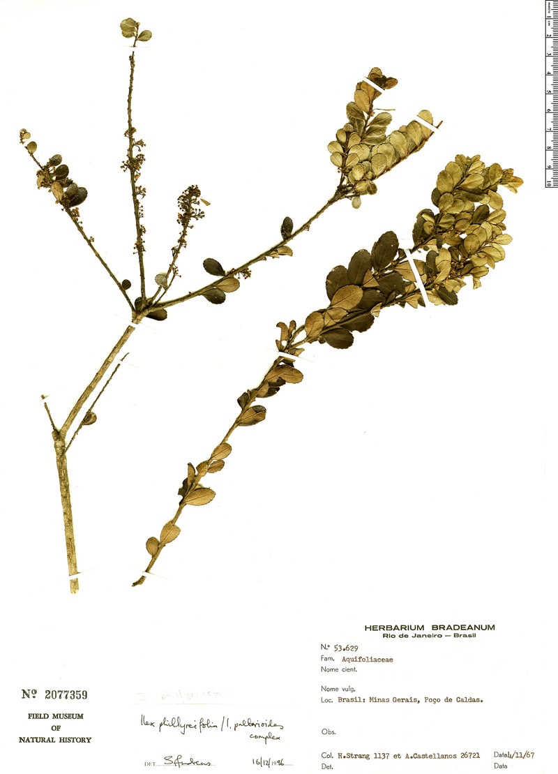 Ilex phillyreifolia