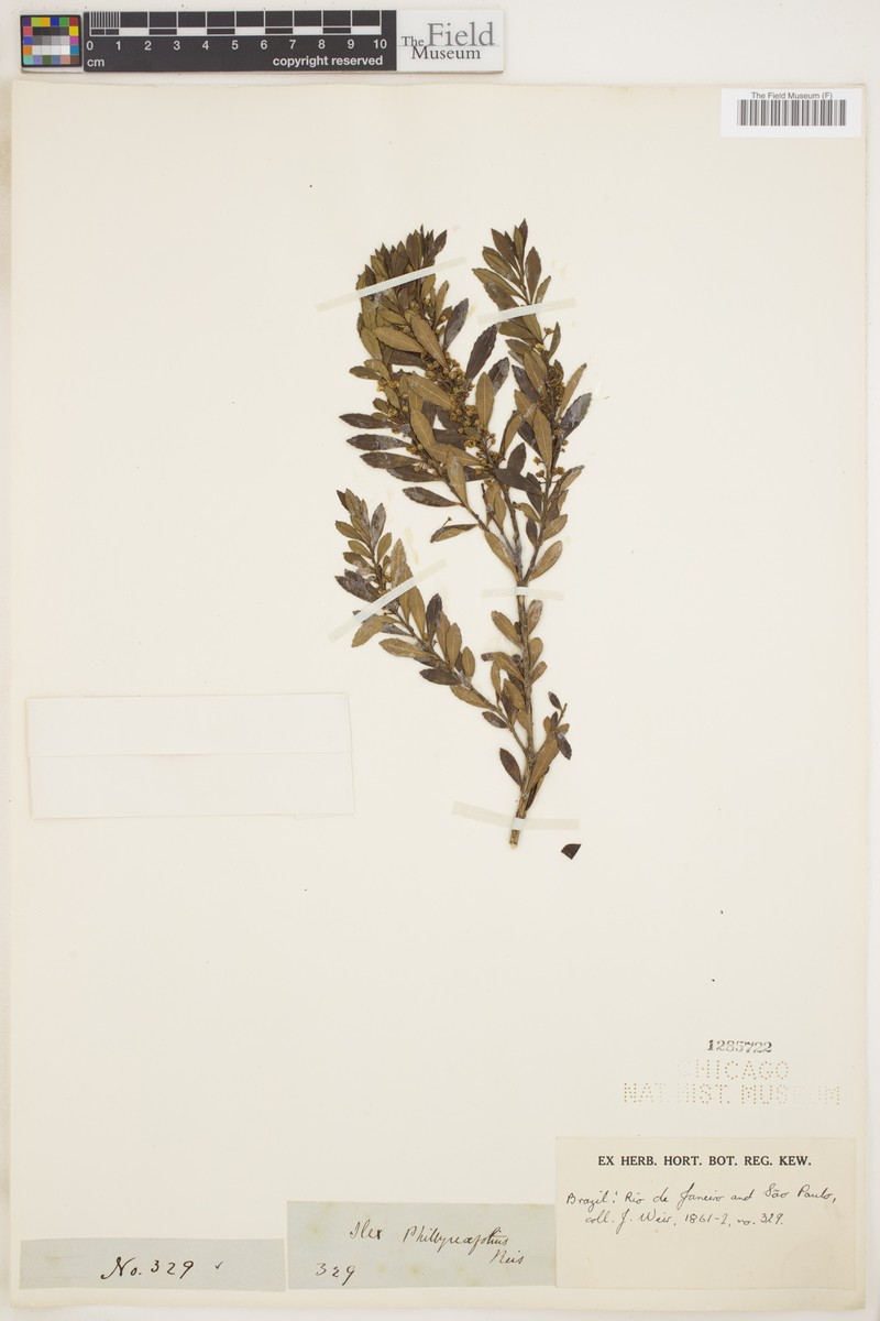 Ilex phillyreifolia photo 2