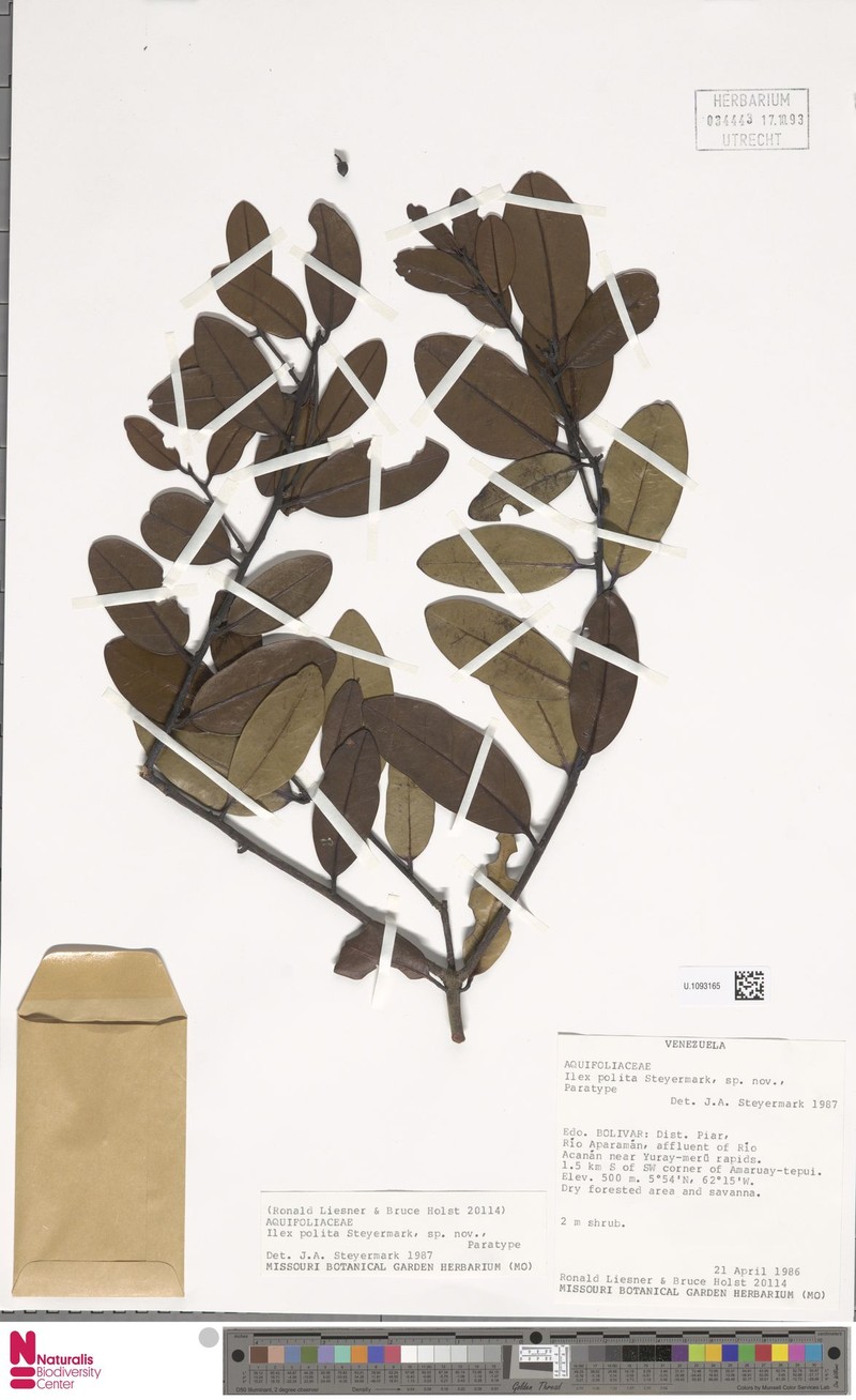 Ilex polita