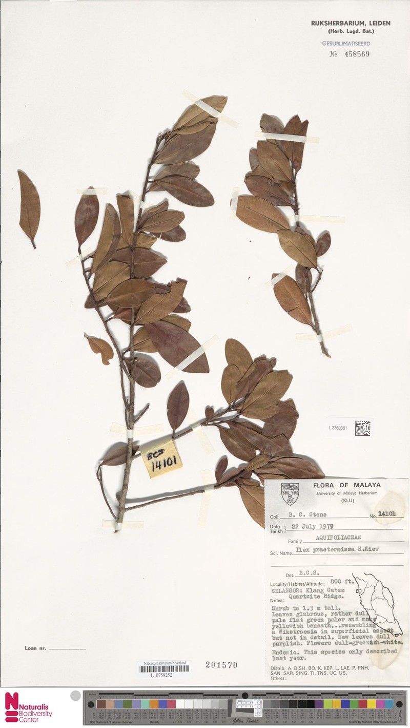 Ilex praetermissa